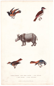 1. American Redstart  2. Blue-throated Redstart  3. Grey Redstart  4. Indian Redstart  5. Female Rhinoseros [sic] Rhinoceros 